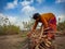 Indian village farmer woman banding wooden bandle at beautiful blue sky background in india January 2020