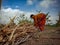 Indian village farmer woman banding wooden bandle at beautiful blue sky background in india January 2020