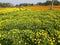 Indian village flower valley .yellow and Oregeng marigold flower