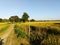 Indian Village path through a vast corn field