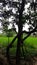 Indian village rise tree green nature beautiful