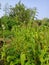 Indian village& x27;s sesame farms plants fruit