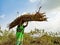 Indian village woman holded wood bundle on head at forest field in india January 2020