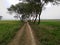 Indian villagers road indian trees with sky