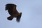 Indian vulture flying high