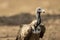 Indian vulture or long billed vulture or Gyps indicus close up or portrait at Ranthambore National Park or Tiger Reserve Rajasthan