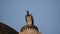 Indian Vulture or long billed vulture or Gyps indicus close up or portrait at Royal Cenotaphs