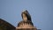 Indian Vulture or long billed vulture or Gyps indicus close up or portrait at Royal Cenotaphs