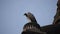 Indian Vulture or long billed vulture or Gyps indicus close up or portrait at Royal Cenotaphs (Chhatris) of Orchha