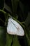 Indian wanderer butterfly, Pareronia hippia, Satara, Maharashtra