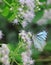 Indian wanderer butterfly pareronia hippia sucking nectar from flowers