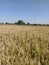 Indian wheat crop in Indian field