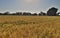 Indian Wheat Field, Indian Agriculture