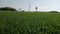 Indian wheat fields,sunny day