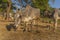 Indian white cow with long horns, Tharparkar cow otherwise known as white Sindhi, Gray Sindhi and Thari