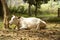 Indian white cow zebu lies peacefully in the rainforest.