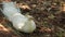 Indian White Peafowl or peacock lay down