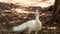 Indian white Peafowl or Peacock stand and walking on the ground