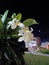 Indian White Plumeria blooming at night with very sweet fragrances