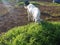 Indian white pure heavy sojaat goat self feed in mansoon