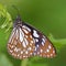 Indian white tiger butterfly, natural, nature, wallpaper