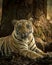Indian wild bengal male tiger portrait or closeup in morning jungle safari or drive at bandhavgarh national park or tiger reserve