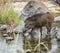 An Indian Wild Boar drinking from a stream in the Indian jungle.