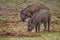 Indian Wild Boar - Sus scrofa cristatus