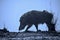 Indian Wild Boar Sus scrofa cristatus silhouetted against blue background