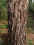 Indian wild Catechu tree Acacia catechu bark