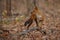 Indian wild dog in the nature habitat in India