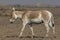 Indian Wild Equus hemionus khur Also Called The Ghudkhur, Khur Or Indian Onager Close-Up