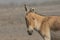 The Indian wild Equus hemionus khur also called the Ghudkhur, Khur or Indian onager closeup.