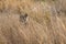 Indian wild female bengal tiger or panthera tigris tigris camouflage in grass at bandhavgarh national park forest madhya pradesh