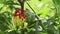 Indian wild flower with mix red and yellow petals in green background