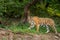 Indian wild fully grown royal bengal female tiger or tigress walking in morning outdoor jungle safari or drive at ranthambore