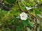 Indian Wild Ipomoea Obscura, obscure morning glory small white flower in a nature background