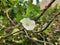 Indian Wild Ipomoea Obscura, obscure morning glory small white flower in a nature background