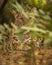 Indian wild male leopard or panther or panthera pardus fusca camouflage in monsoon green grass with eye contact in safari at