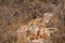 Indian wild male leopard or panther resting on rock Aravalli Range hills at outdoor jungle safari at forest of rajasthan india -