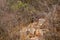 Indian wild male leopard or panther resting on rock and high on hills at outdoor jungle safari at forest of rajasthan india -