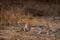 Indian wild male leopard or panther side profile in rush during outdoor wildlife jungle safari at forest of central india -