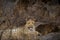 Indian wild male leopard or panther sitting on rock with eye contact during outdoor jungle safari at forest of central india -