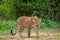 Indian wild male leopard or panther walking head on with an eye contact in natural green background during monsoon season wildlife