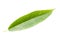Indian Willow green leaf. Isolated on a white.
