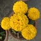 Indian Winter flowers Ganda atanu