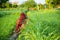 Indian woman farmer working in green agriculture field, female pick leaves, harvesting,