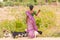 Indian woman in a field with goats, Puttaparthi, Andhra Pradesh, India. Copy space for text.