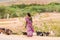 Indian woman in a field with goats, Puttaparthi, Andhra Pradesh, India. Copy space for text.