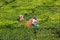 Indian woman harvests tea leaves at tea plantation at Munnar